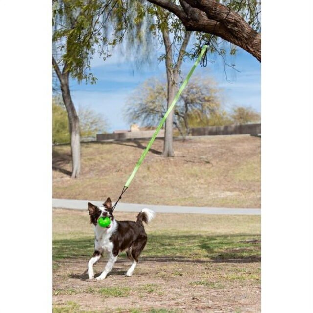 Jolly Pets JP071 Jolly Pets Tree Tugger Bungee Green – Large